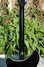 Rickenbacker 370/12 , Jetglo: Neck - Rear