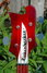 Rickenbacker 4001/4 C64, Fireglo: Headstock