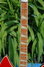 Rickenbacker 360/12 WB, Ruby: Neck - Front