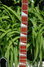 Rickenbacker 4003/4 , Jetglo: Neck - Front