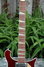 Rickenbacker 660/12 , Burgundy: Neck - Front