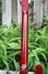 Rickenbacker 660/12 , Burgundy: Neck - Rear