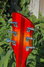Rickenbacker 330/6 , Amber Fireglo: Headstock - Rear