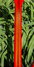 Rickenbacker 330/6 , Amber Fireglo: Neck - Rear