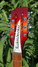 Rickenbacker 620/12 , Amber Fireglo: Headstock