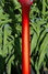 Rickenbacker 620/12 , Amber Fireglo: Neck - Rear
