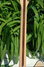 Rickenbacker 360/12 , Mapleglo: Neck - Rear