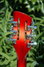Rickenbacker 360/12 VP, Fireglo: Headstock - Rear