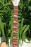 Rickenbacker 360/12 VP, Mapleglo: Neck - Front