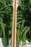 Rickenbacker 360/12 VP, Mapleglo: Neck - Rear