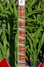 Rickenbacker 360/6 V64, Fireglo: Neck - Front