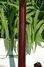 Rickenbacker 456/12 , Burgundy: Neck - Rear