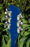Rickenbacker 360/12 , Azureglo: Headstock - Rear