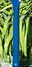Rickenbacker 360/12 , Azureglo: Neck - Rear