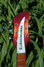 Rickenbacker 1996/6 f hole, Amber Fireglo: Headstock
