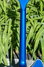 Rickenbacker 360/12 , Midnightblue: Neck - Rear