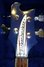 Feb 1980 Rickenbacker 4003/4 , Midnightblue: Headstock