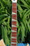 Rickenbacker 360/12 V64, Mapleglo: Neck - Front