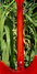 Rickenbacker 330/12 , Fireglo: Neck - Rear