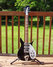 Rickenbacker 350/6 SH, Black: Full Instrument - Front