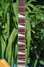 Rickenbacker 360/6 , Natural: Neck - Front