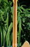 Rickenbacker 360/6 , Natural: Neck - Rear