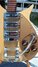 Rickenbacker 325/6 V59, Mapleglo: Close up - Free