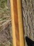 Rickenbacker 360/12 O.S., Mapleglo: Neck - Rear