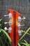 Rickenbacker 335/6 , Fireglo: Headstock - Rear