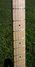 Rickenbacker 650/6 Dakota, Natural Walnut: Neck - Front