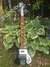 Rickenbacker 4003/4 , Jetglo: Full Instrument - Front