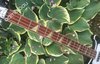 Rickenbacker 4003/4 , Jetglo: Neck - Front