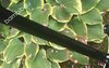 Rickenbacker 4003/4 , Jetglo: Neck - Rear