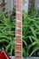 Rickenbacker 360/12 , Burgundy: Neck - Front