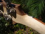 Rickenbacker 4001/4 C64, Mapleglo: Close up - Free2