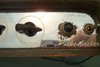 Rickenbacker M-14A/amp , Gray: Body - Front