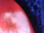 Apr 1966 Rickenbacker 450/12 Setneck, Fireglo: Body - Rear