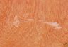 Rickenbacker 360/12 CW, Fireglo: Close up - Free2