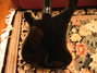 Feb 1978 Rickenbacker 4001/4 , Jetglo: Body - Rear