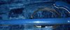 Rickenbacker 4001/4 , Azureglo: Neck - Rear